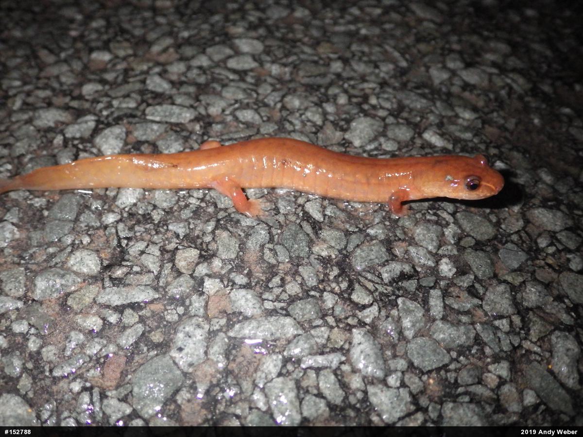 Northern Spring Salamander
