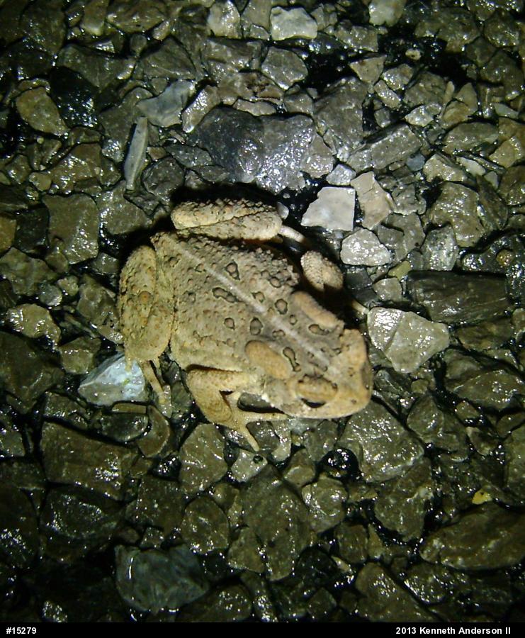 Eastern American Toad