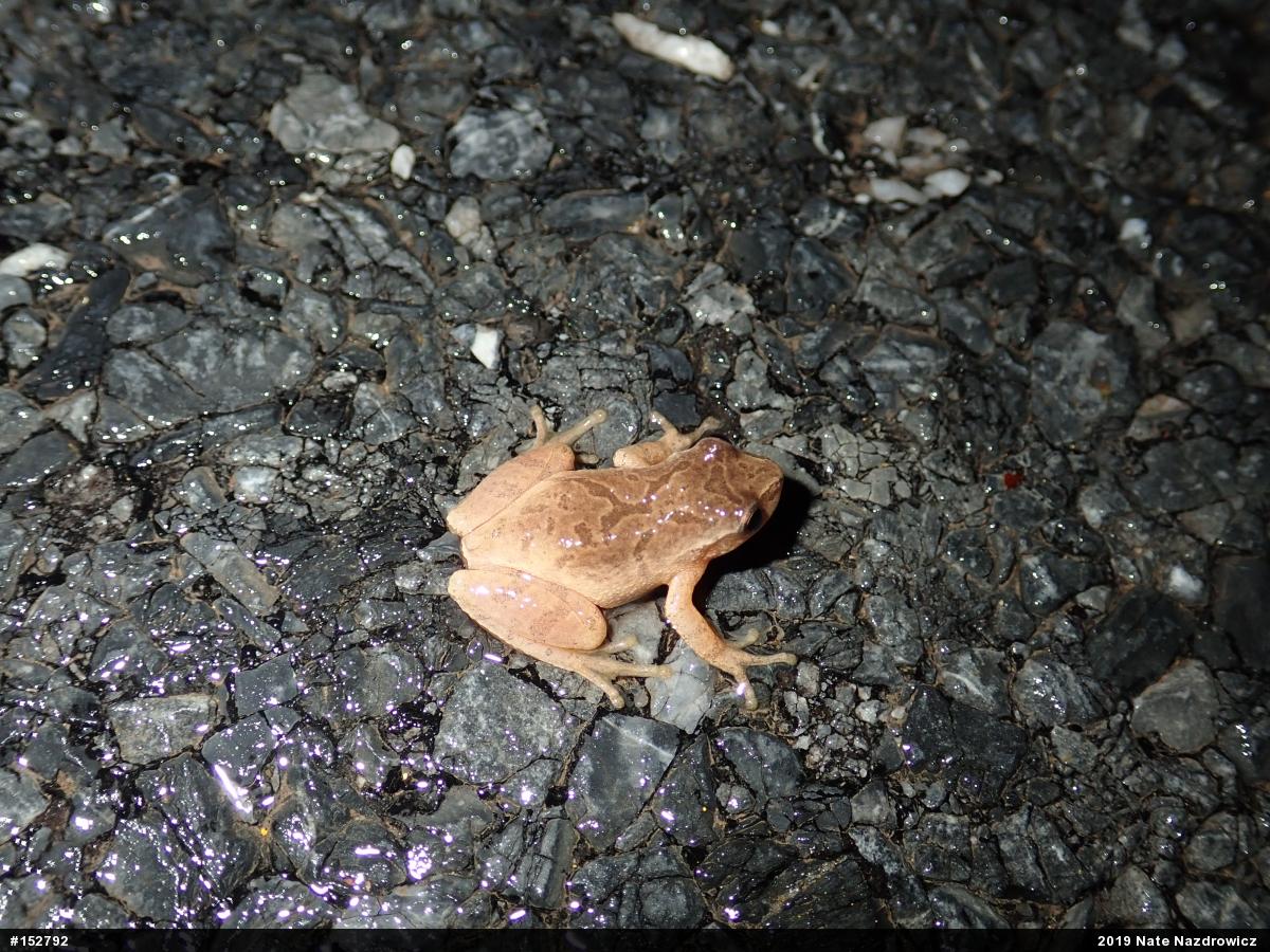Spring Peeper