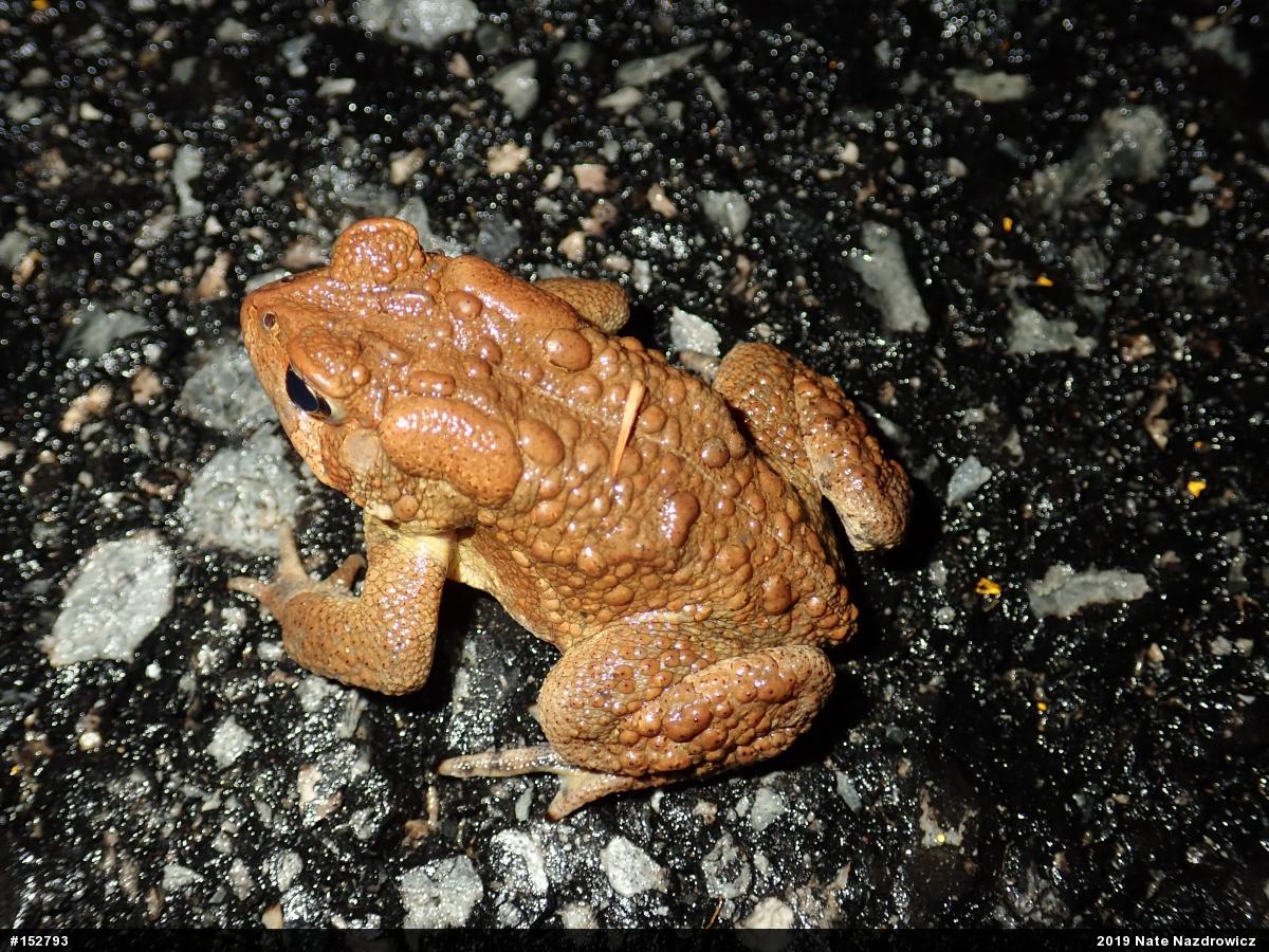 Eastern American Toad