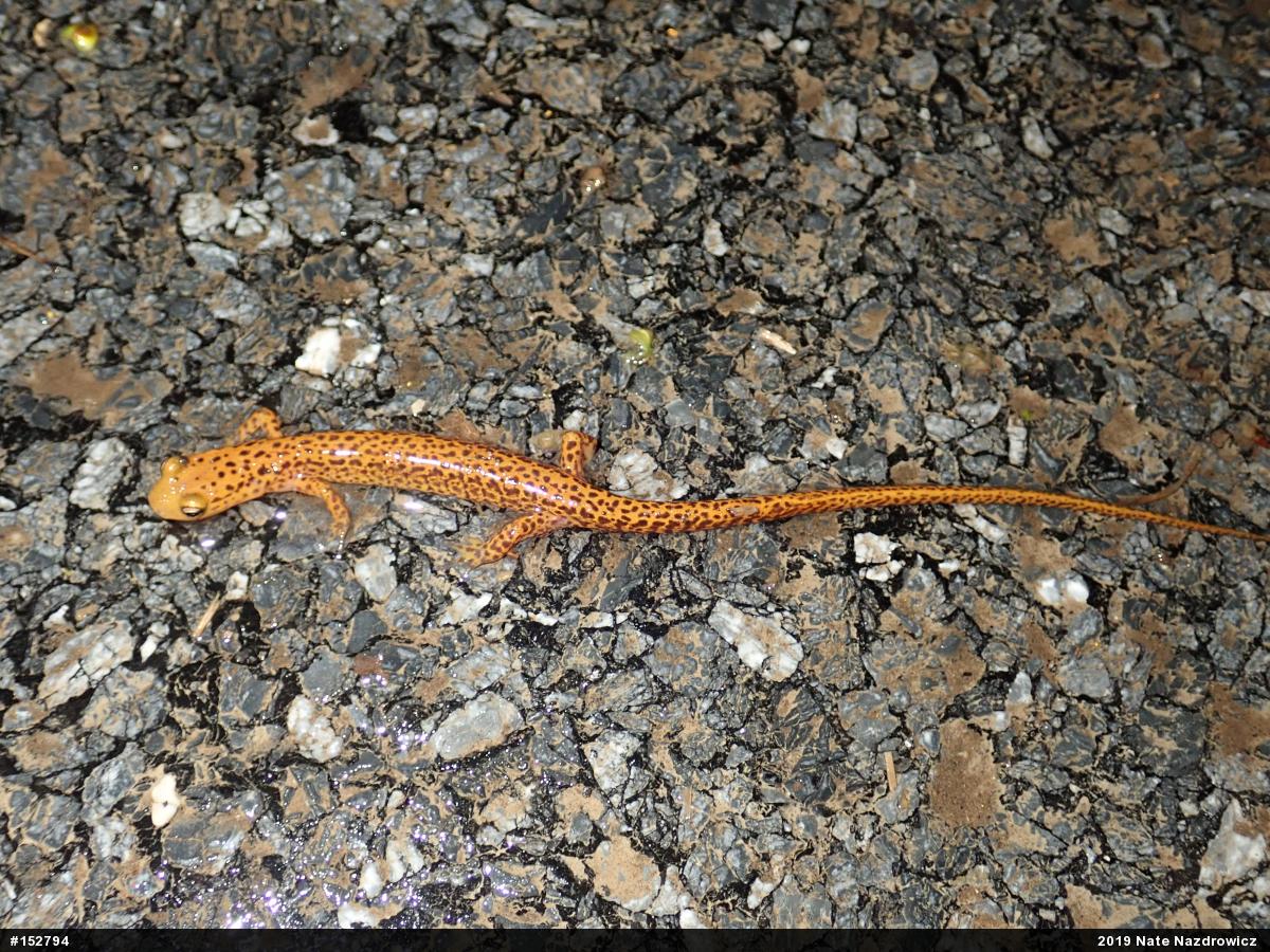 Eastern Long-tailed Salamander
