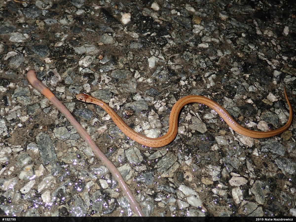 Dekay's Brownsnake