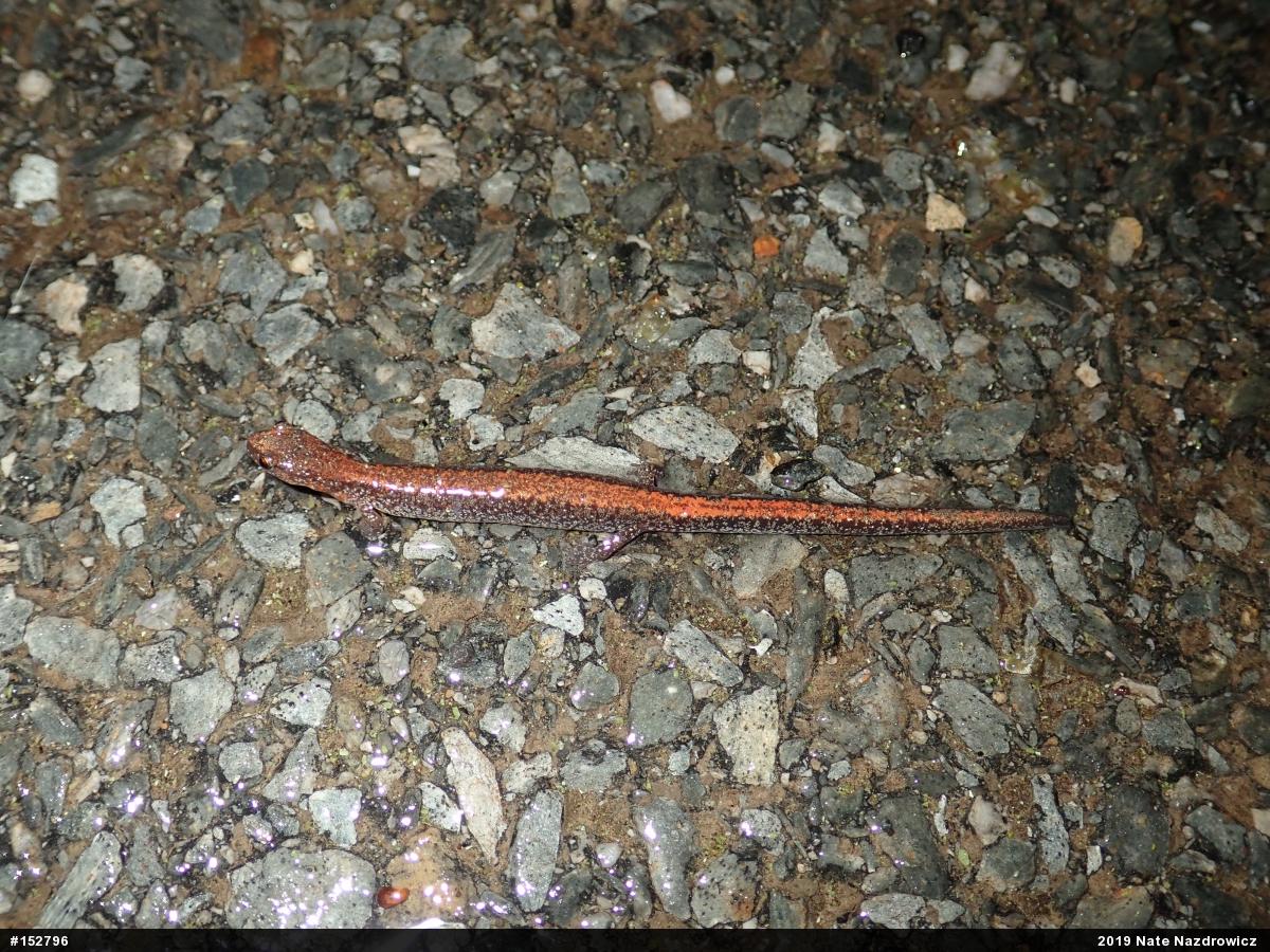 Eastern Red-backed  Salamander