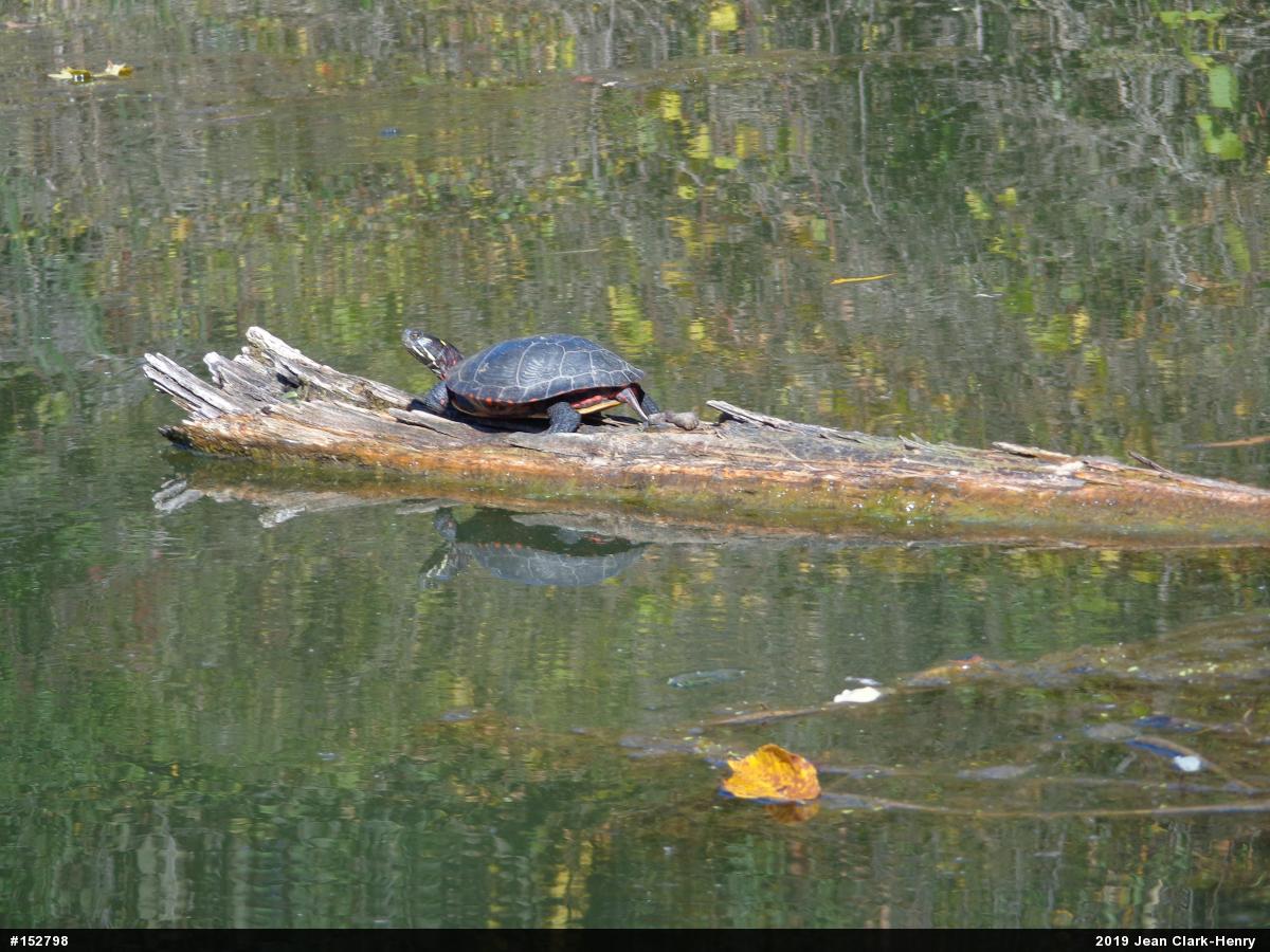 Midland Painted Turtle