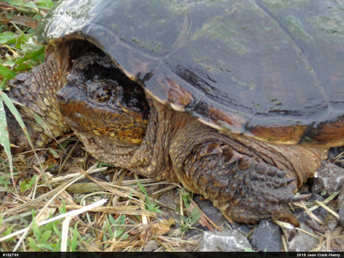 Snapping Turtle