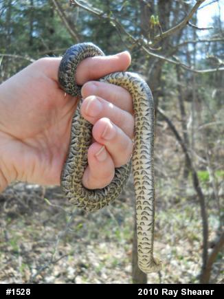 Northern Watersnake