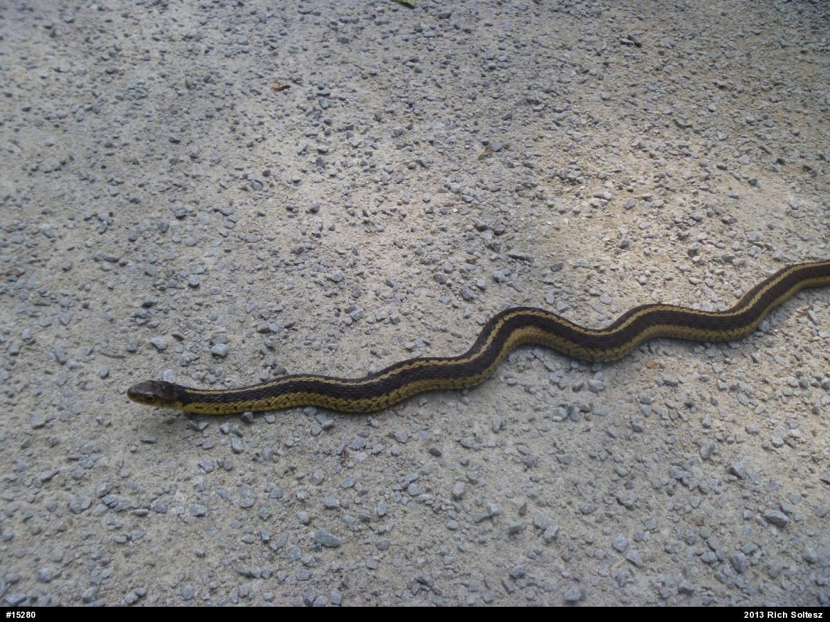 Eastern Gartersnake