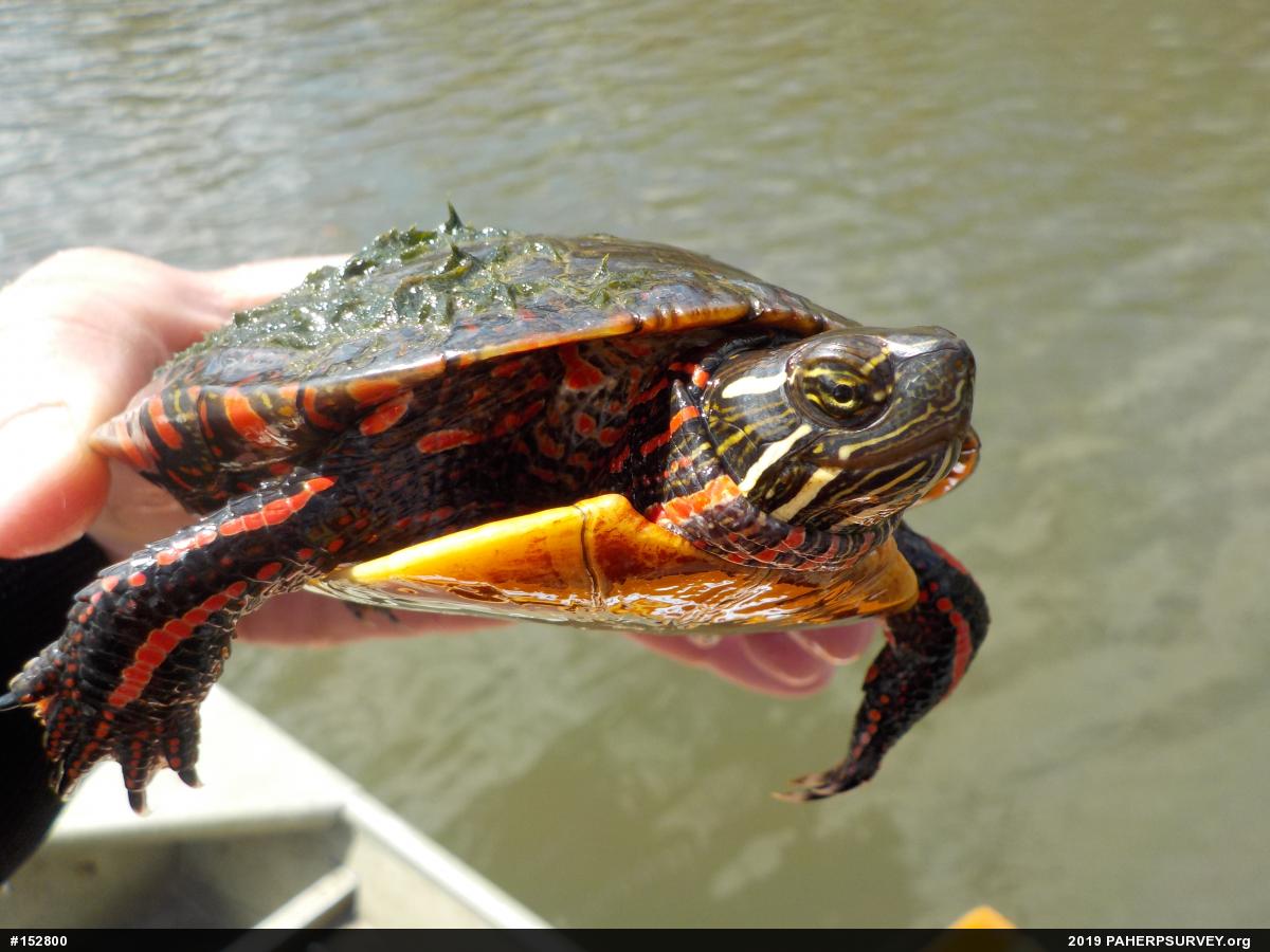 Painted Turtle