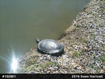 Pond Slider