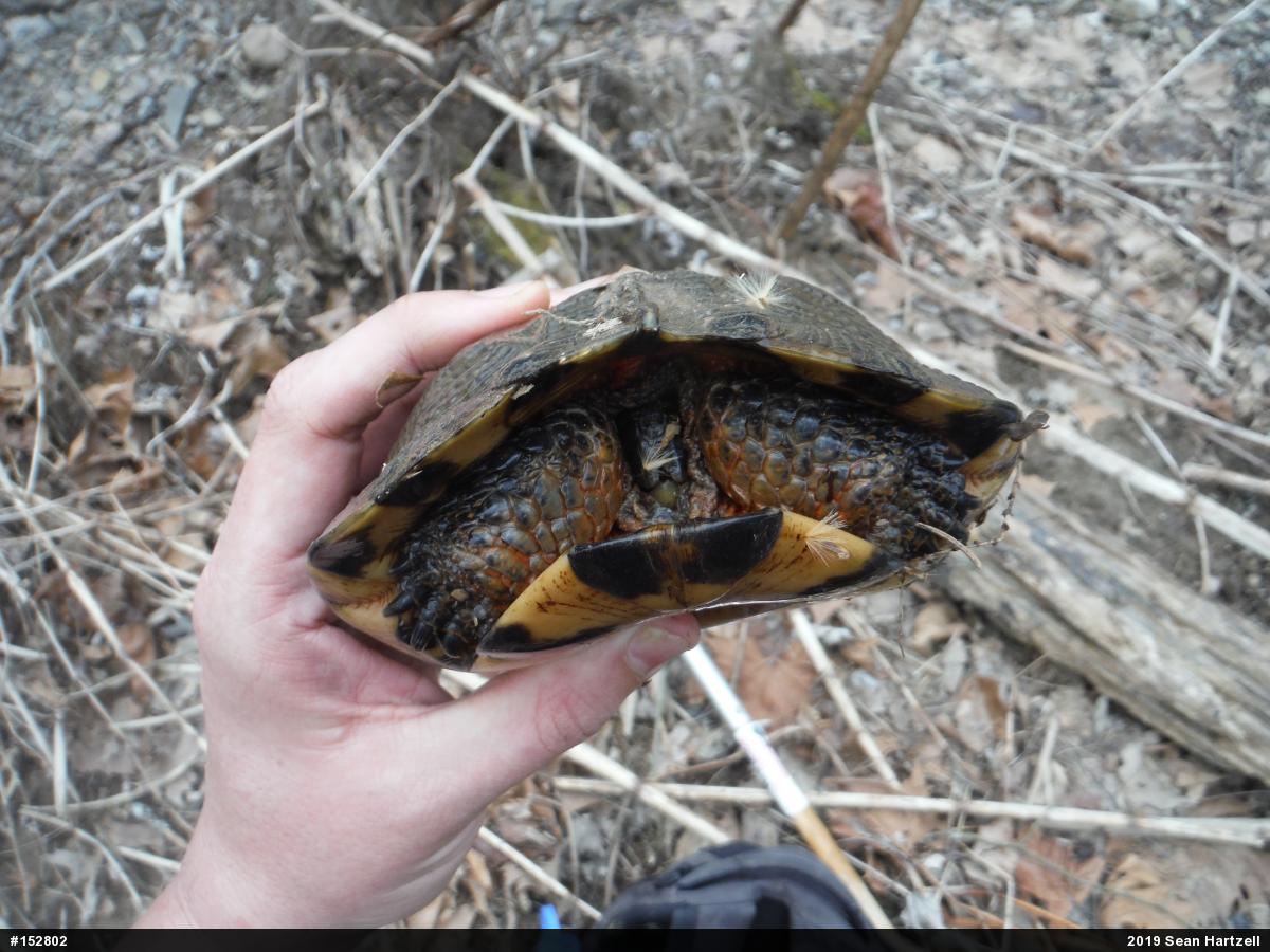Wood Turtle