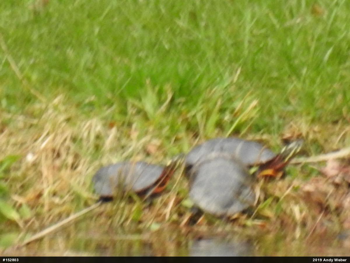 Painted Turtle
