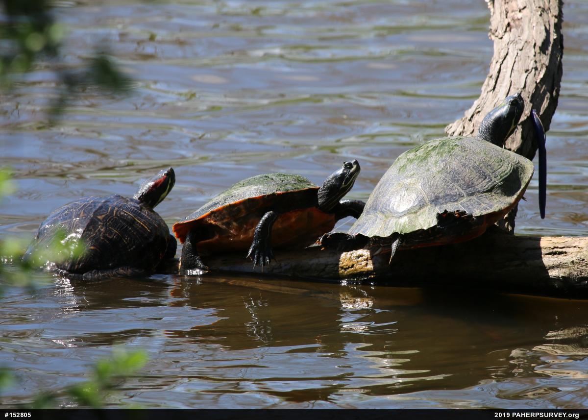 Red-eared Slider