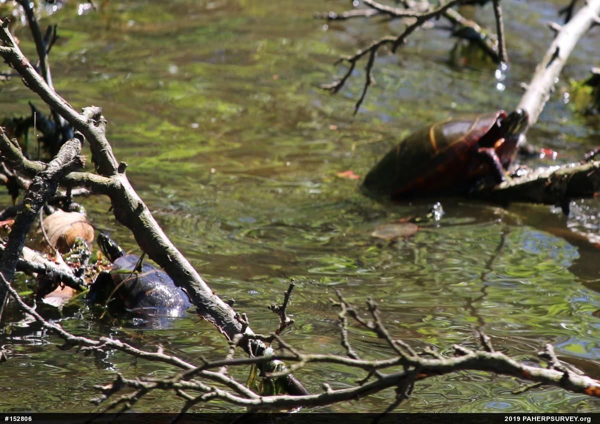 Eastern Painted Turtle