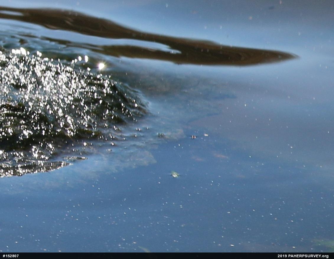 Snapping Turtle