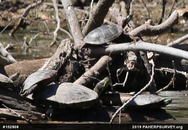 Eastern Painted Turtle