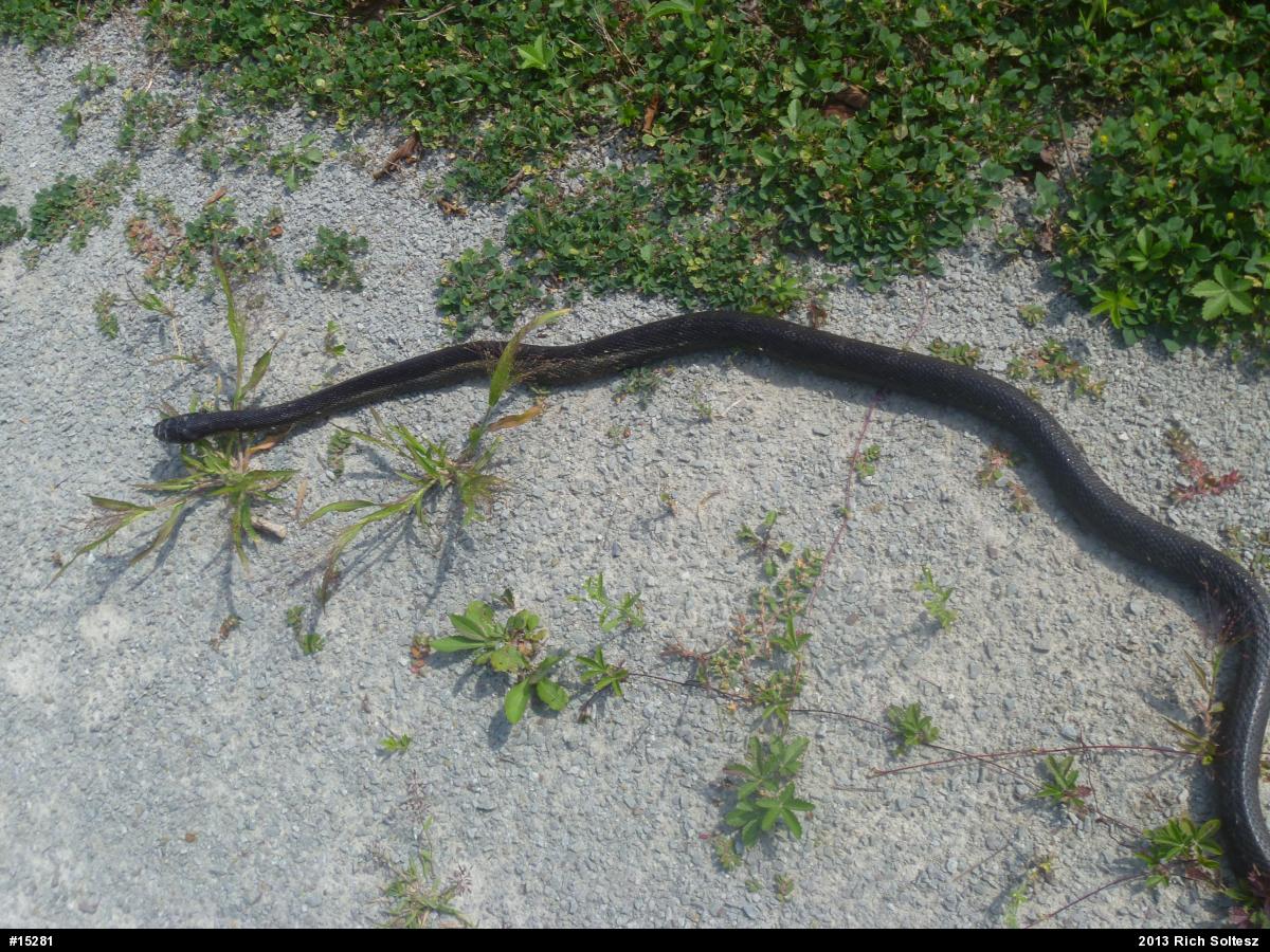 Eastern Ratsnake