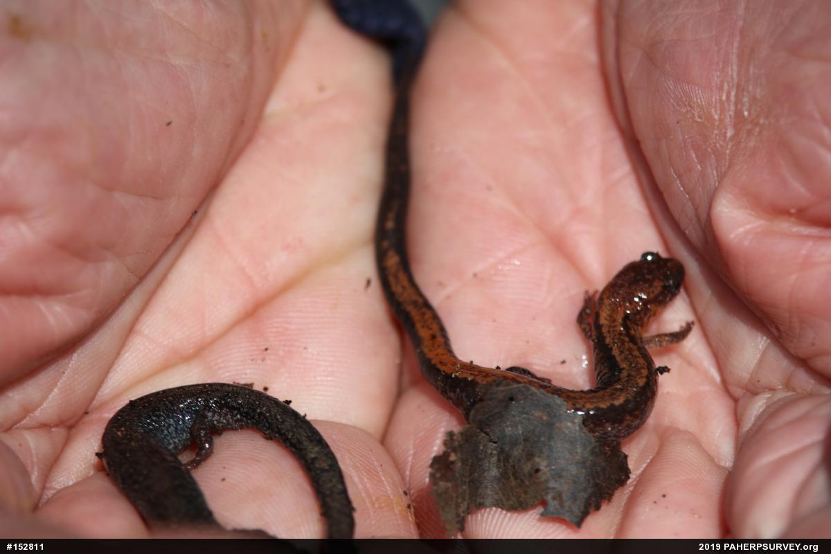 Eastern Red-backed  Salamander