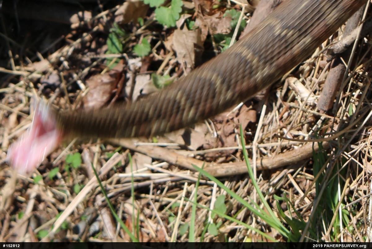 Northern Watersnake