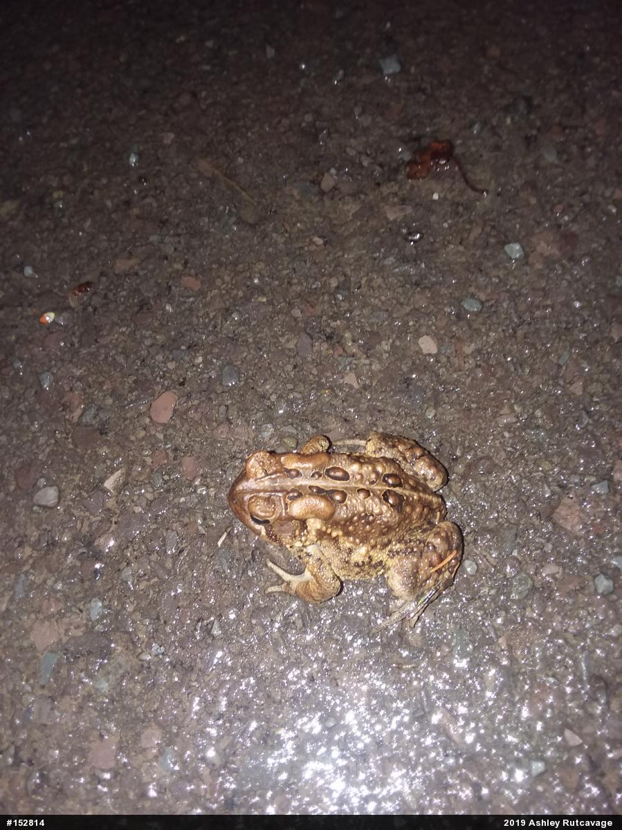 Eastern American Toad