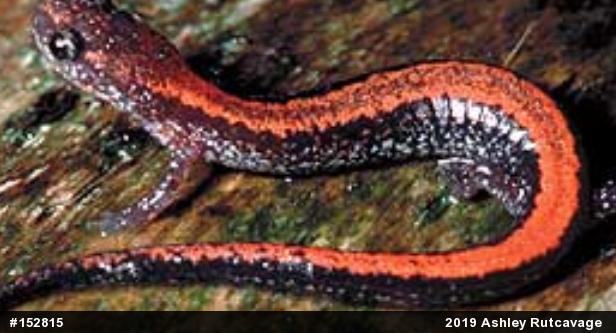 Eastern Red-backed  Salamander