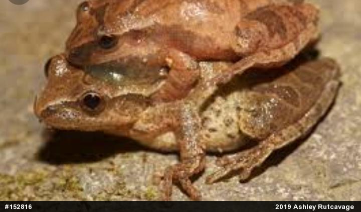 Spring Peeper