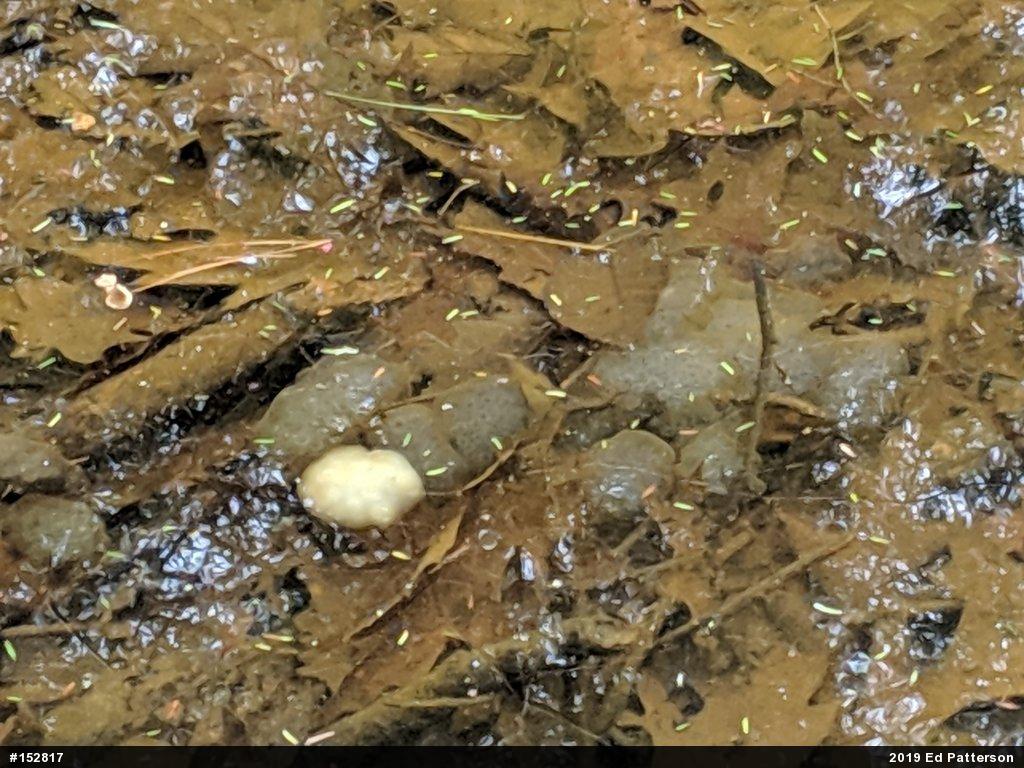Spotted Salamander