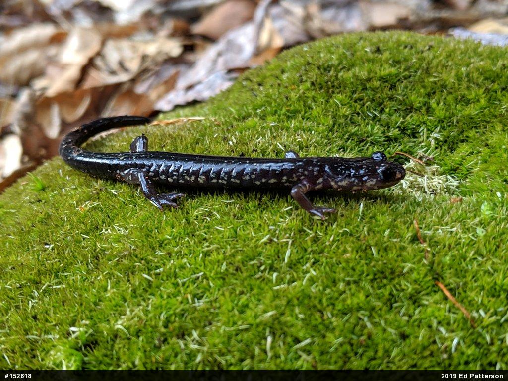 Wehrle's Salamander