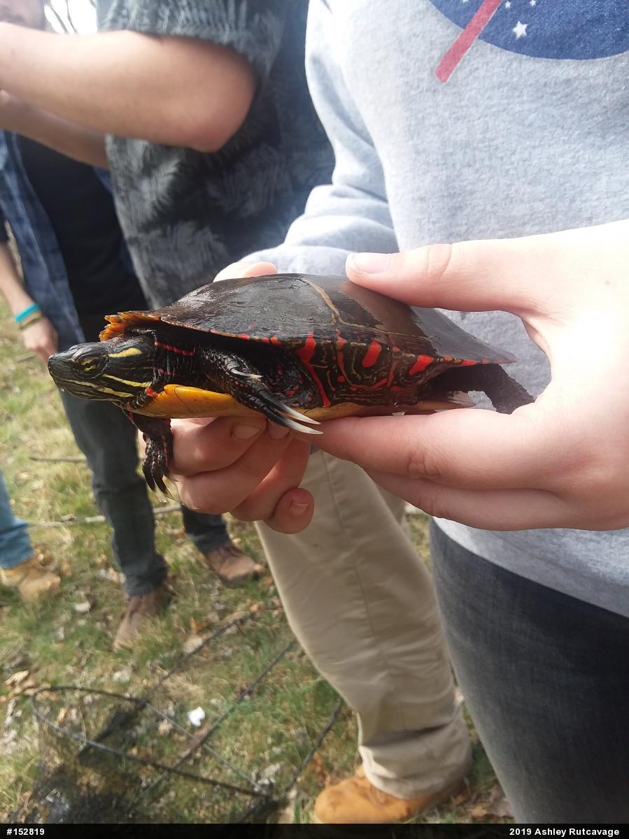Painted Turtle