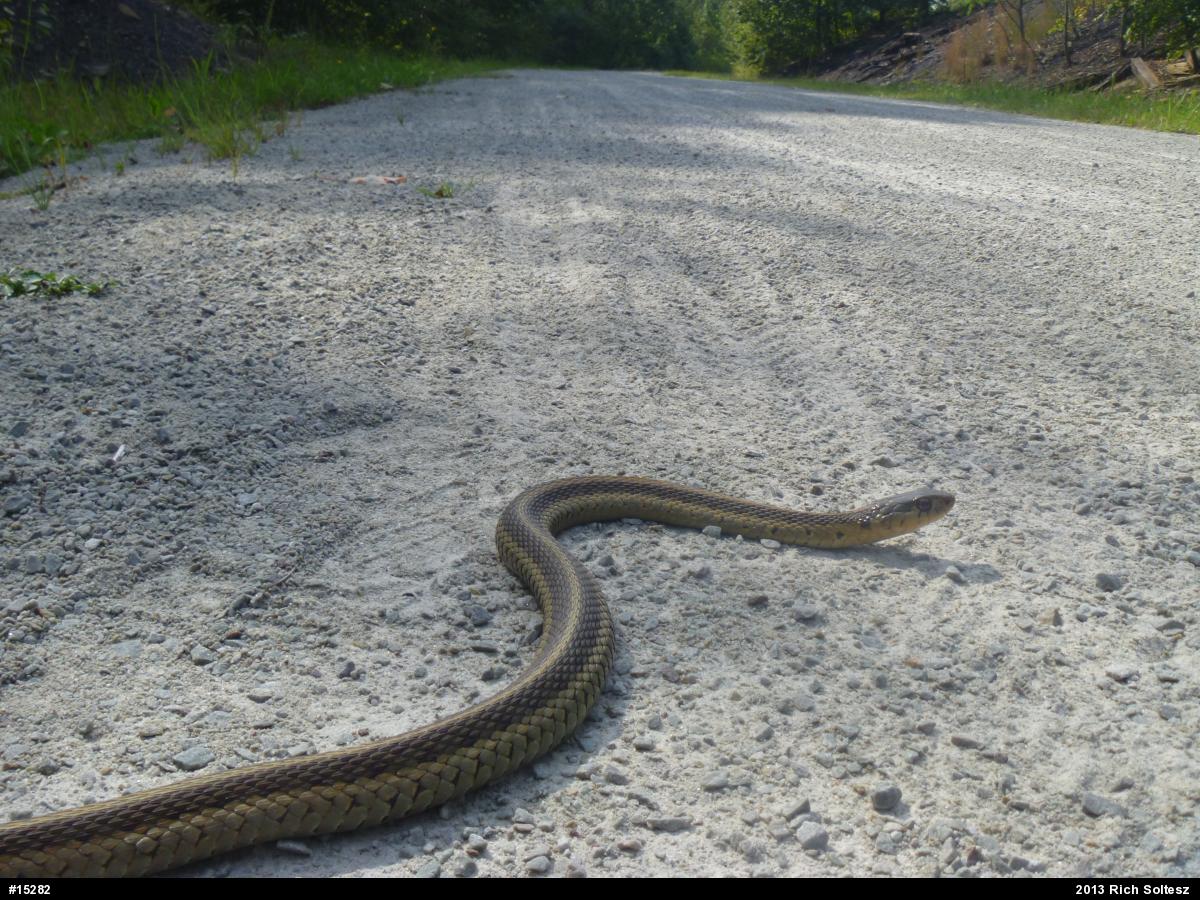 Eastern Gartersnake