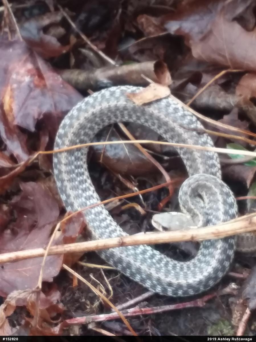 Eastern Gartersnake