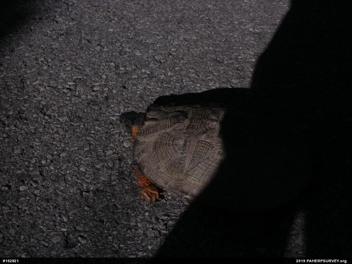 Wood Turtle