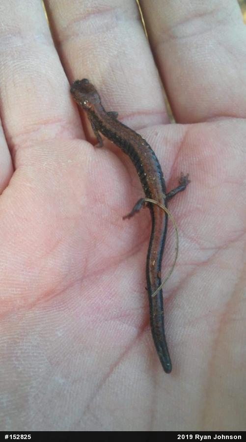 Eastern Red-backed  Salamander