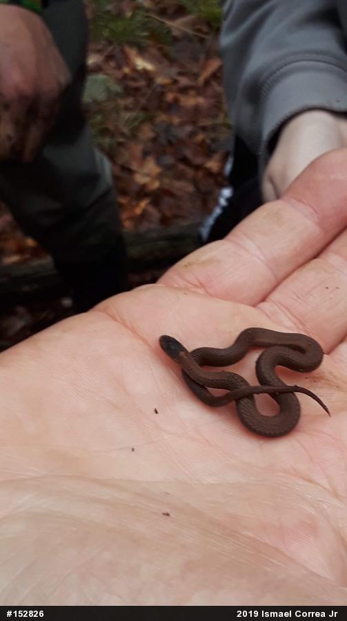 Red-bellied Snake