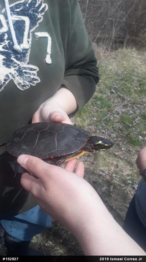 Midland Painted Turtle