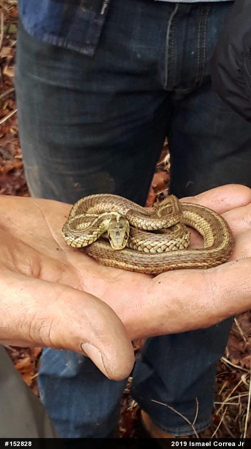 Eastern Gartersnake