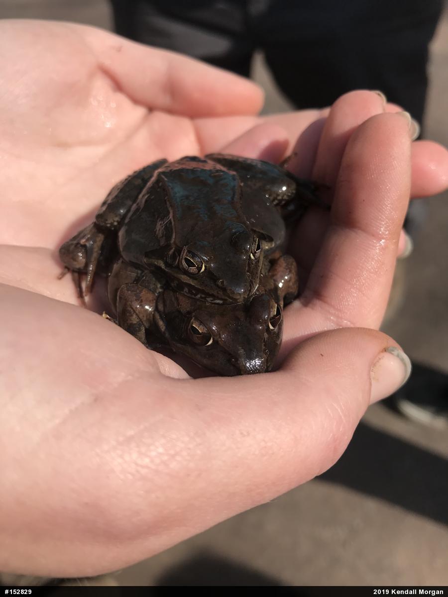 Wood Frog