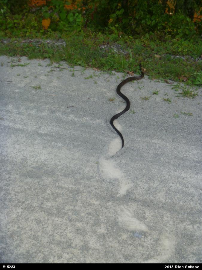 Eastern Ratsnake
