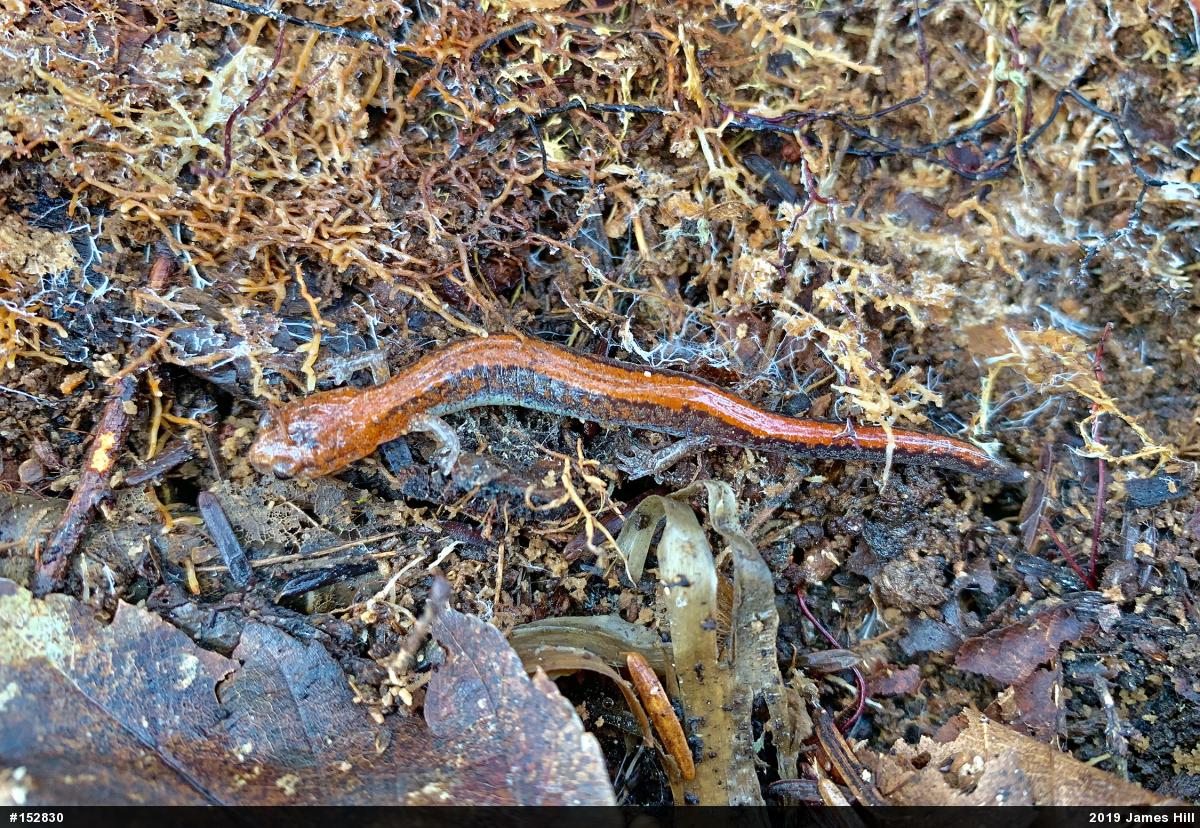 Eastern Red-backed  Salamander