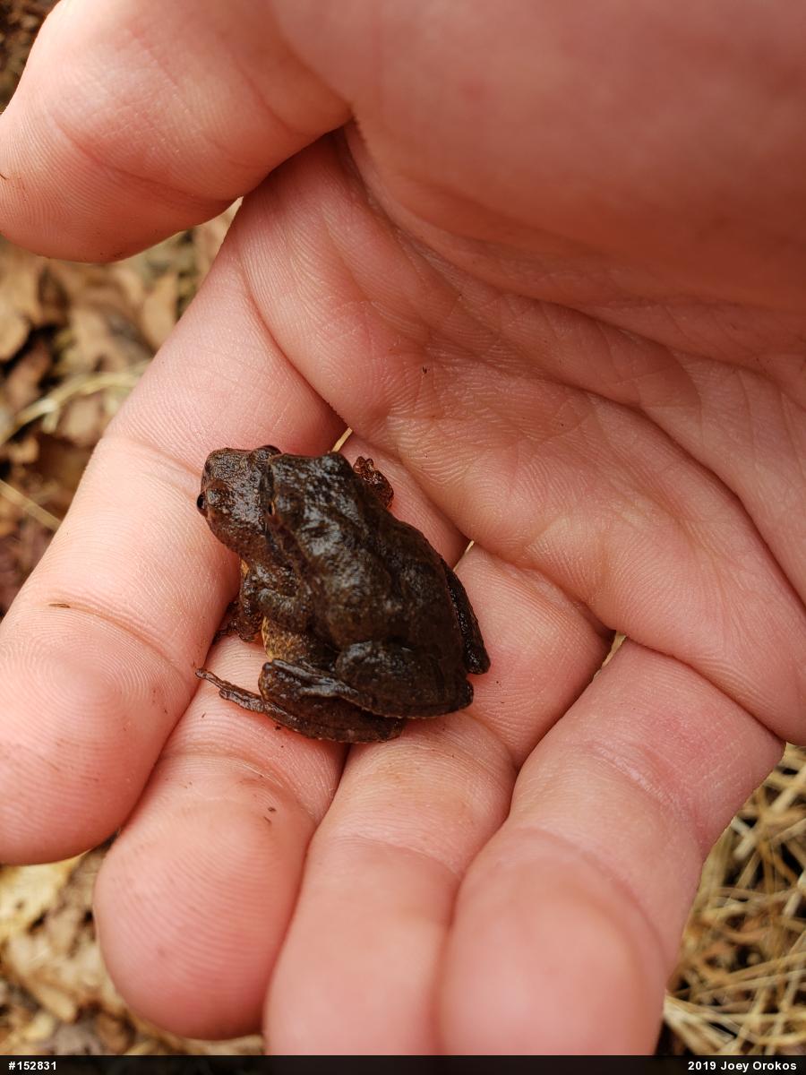 Spring Peeper
