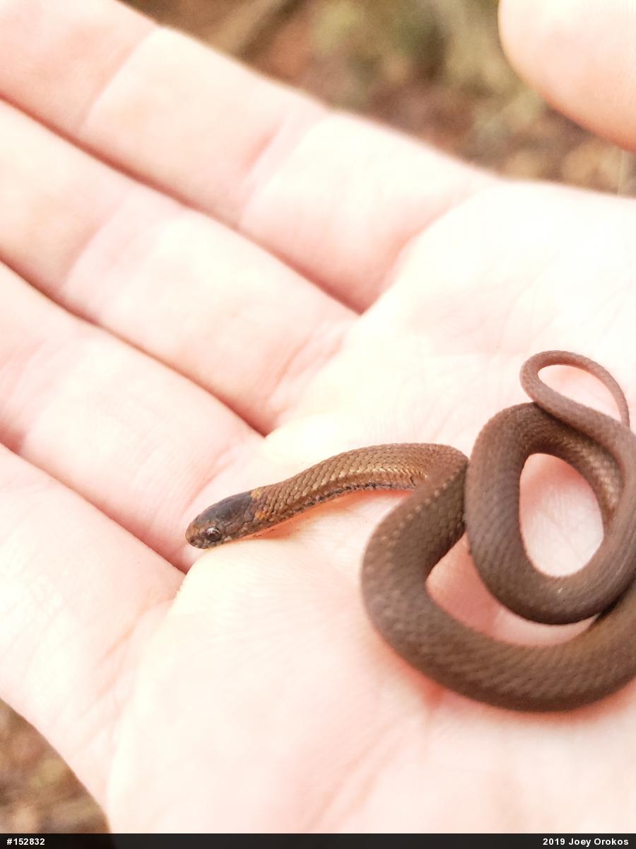 Red-bellied Snake