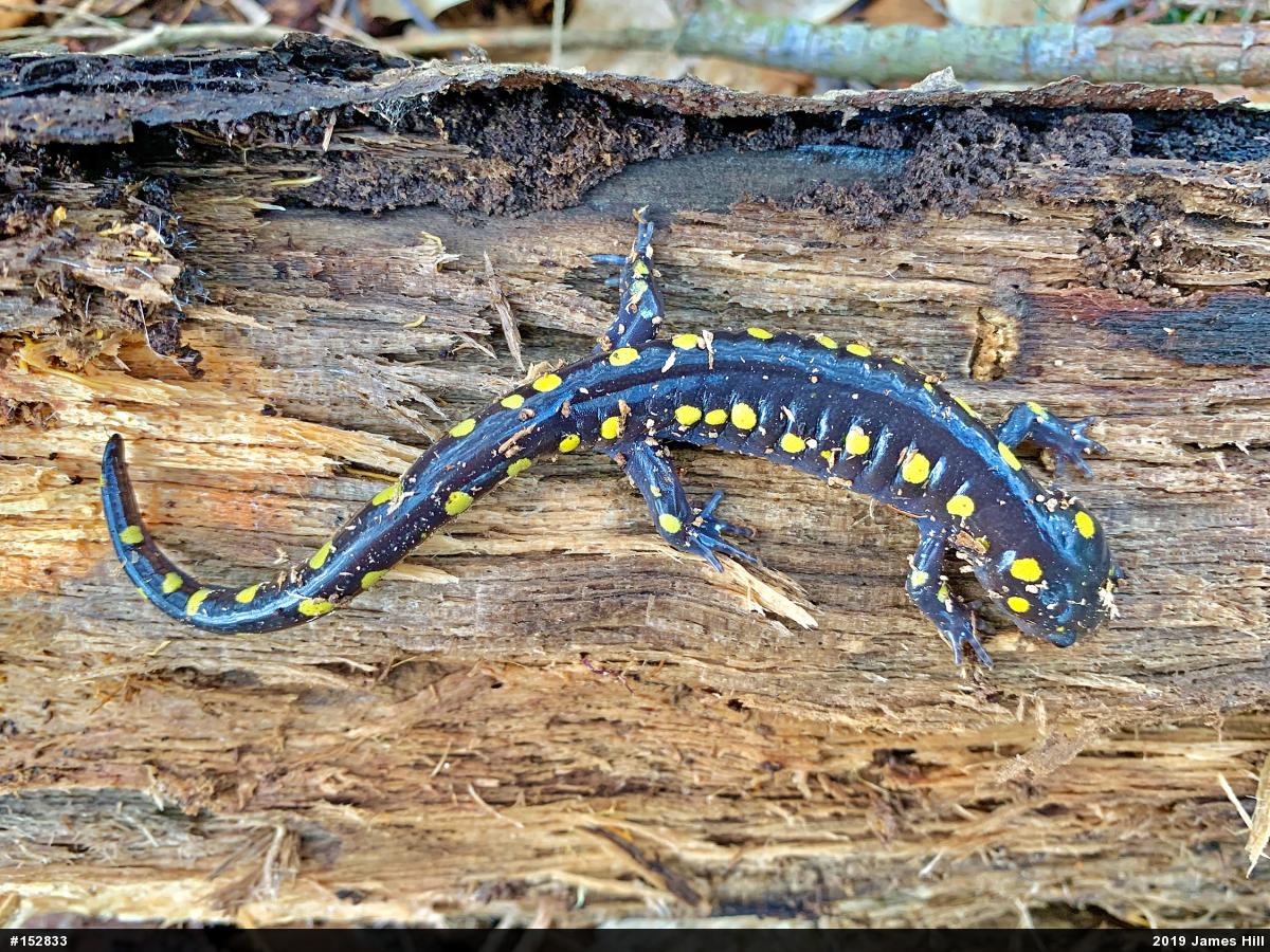 Spotted Salamander