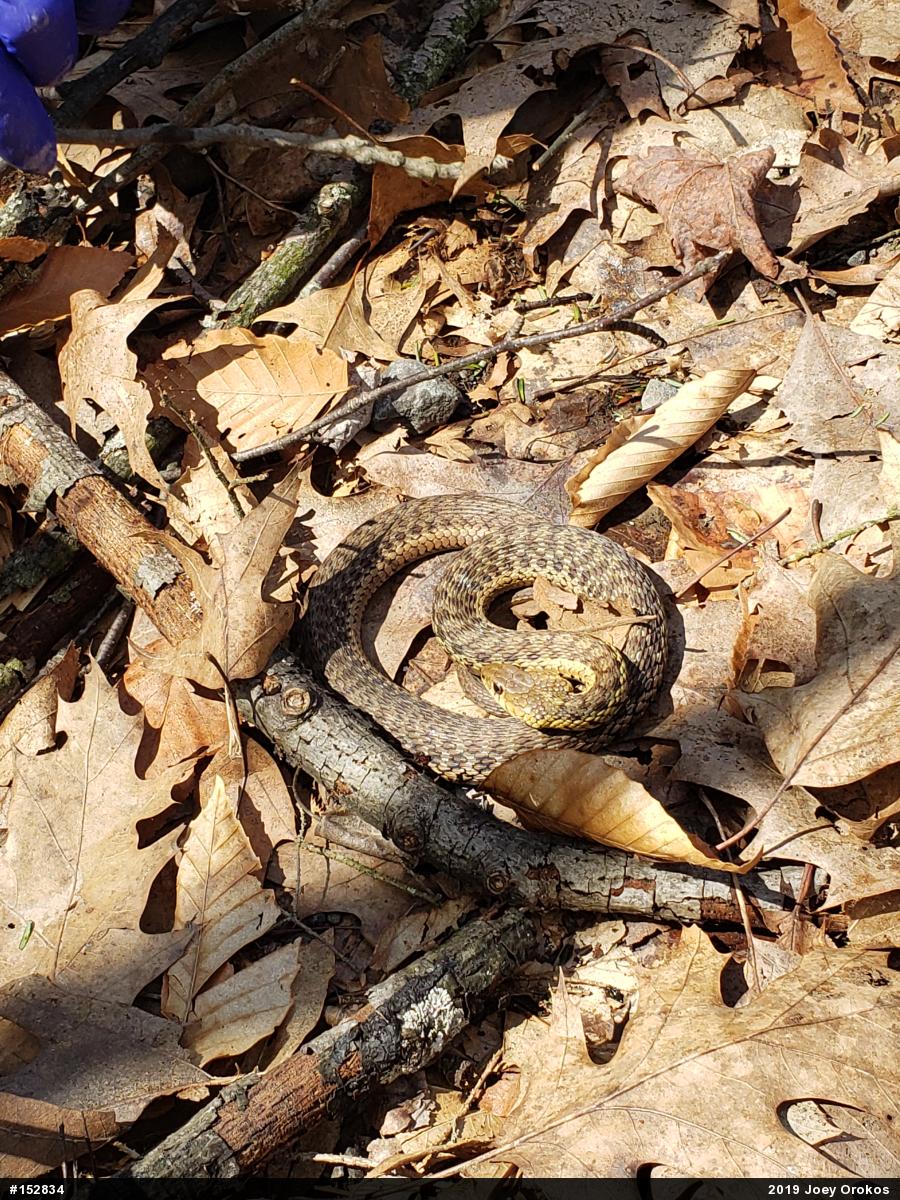 Eastern Gartersnake