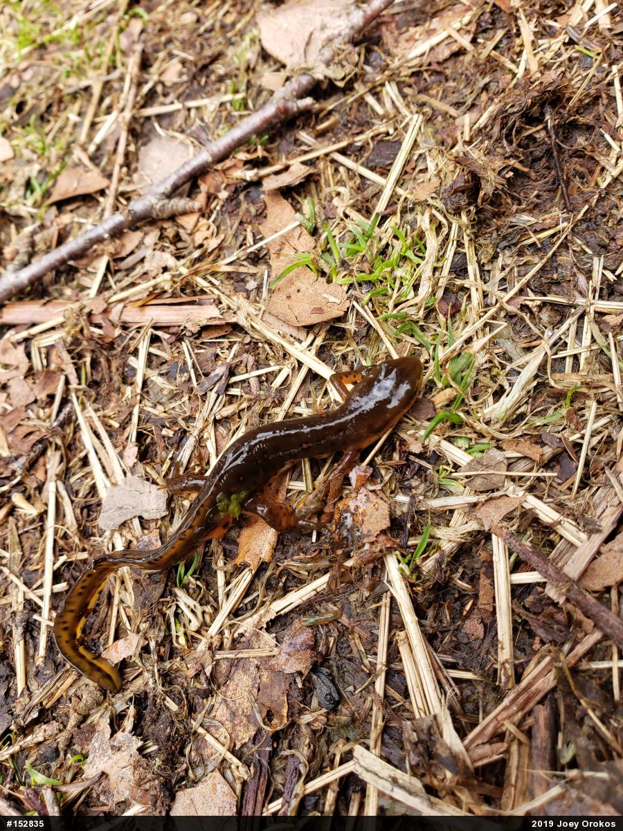 Red-spotted Newt