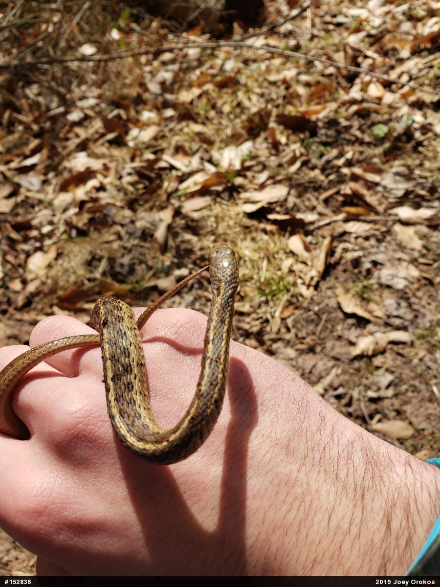 Eastern Gartersnake