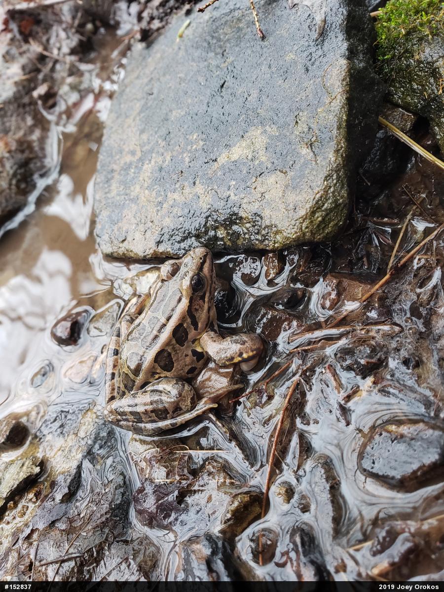Pickerel Frog