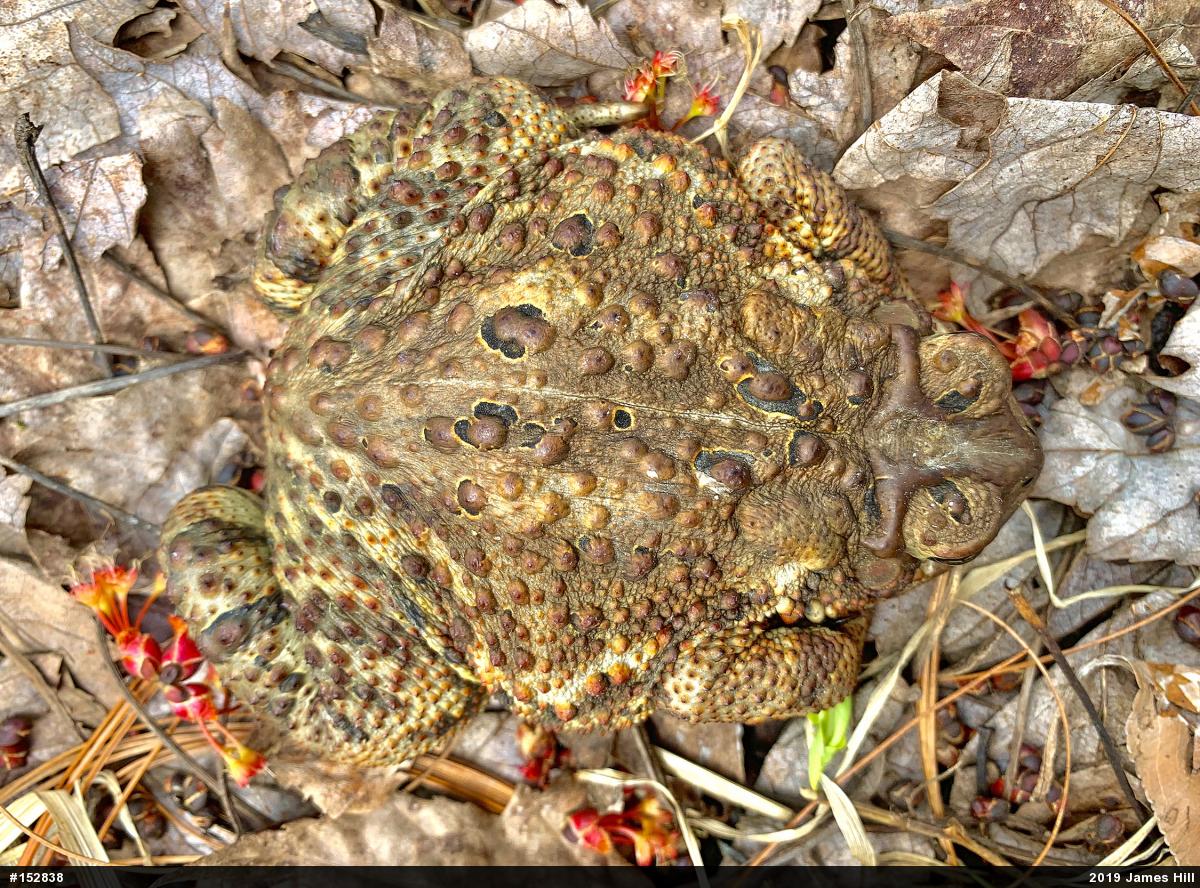 Eastern American Toad