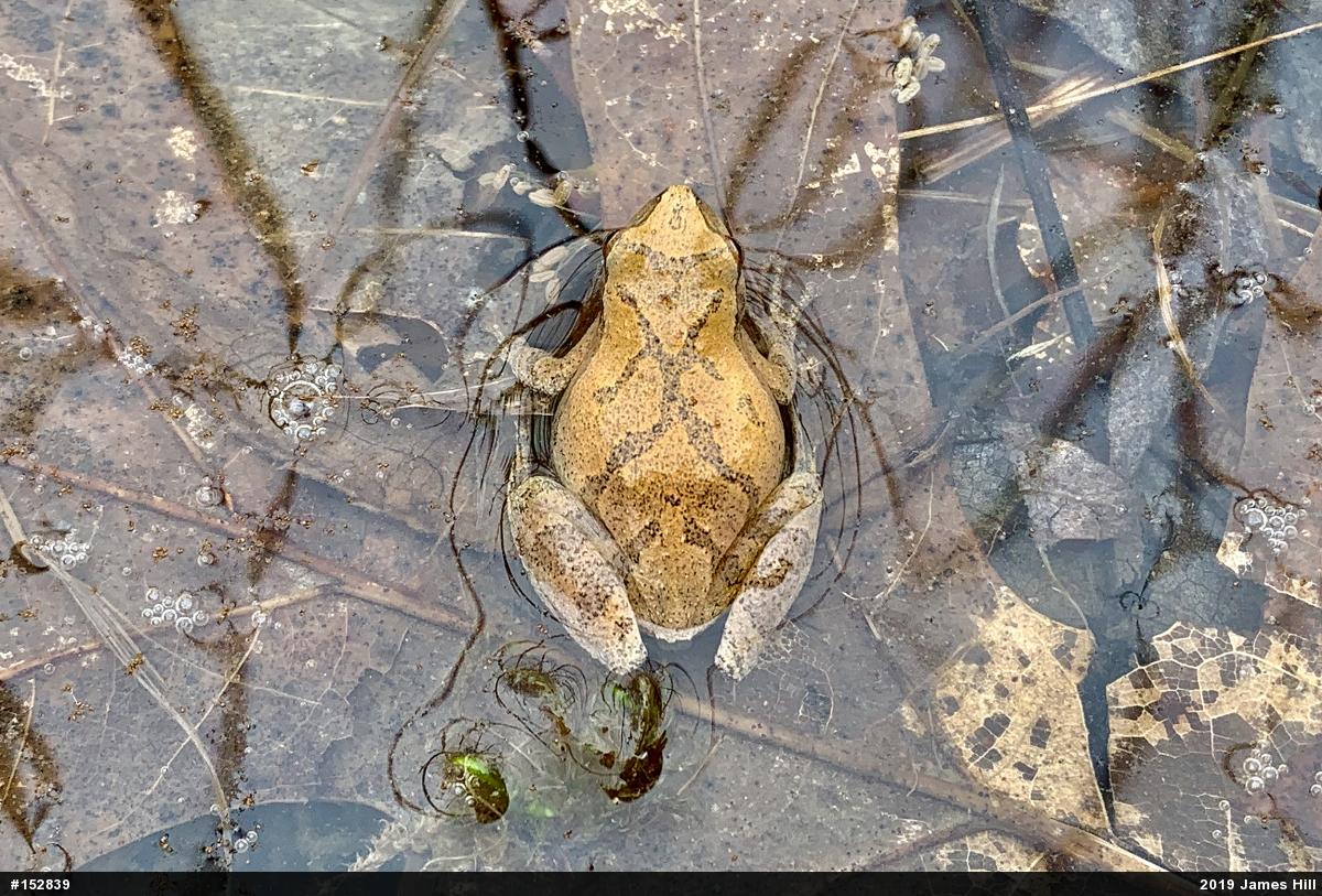 Spring Peeper