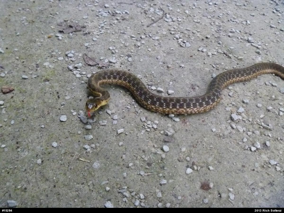 Eastern Gartersnake