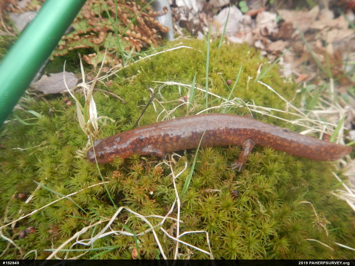 Northern Spring Salamander