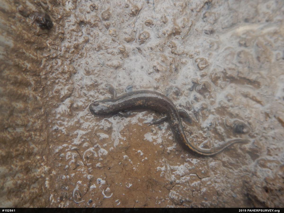 Northern Dusky Salamander